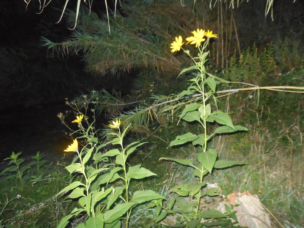 Helianthus tuberosus / Topinanbur